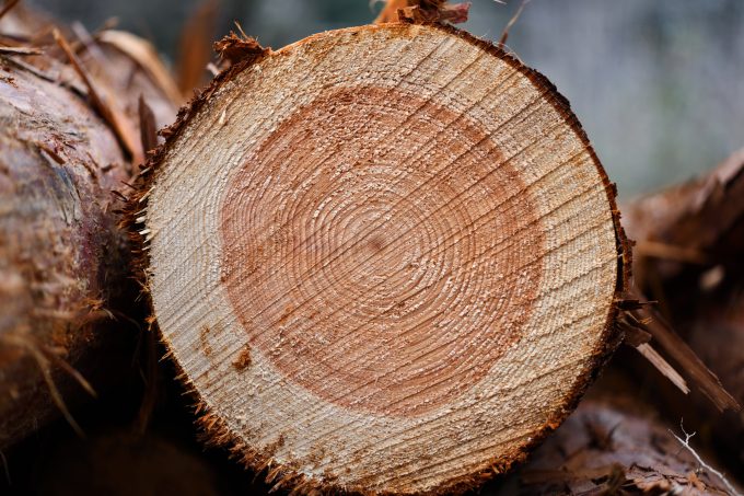 国産のヒノキ材